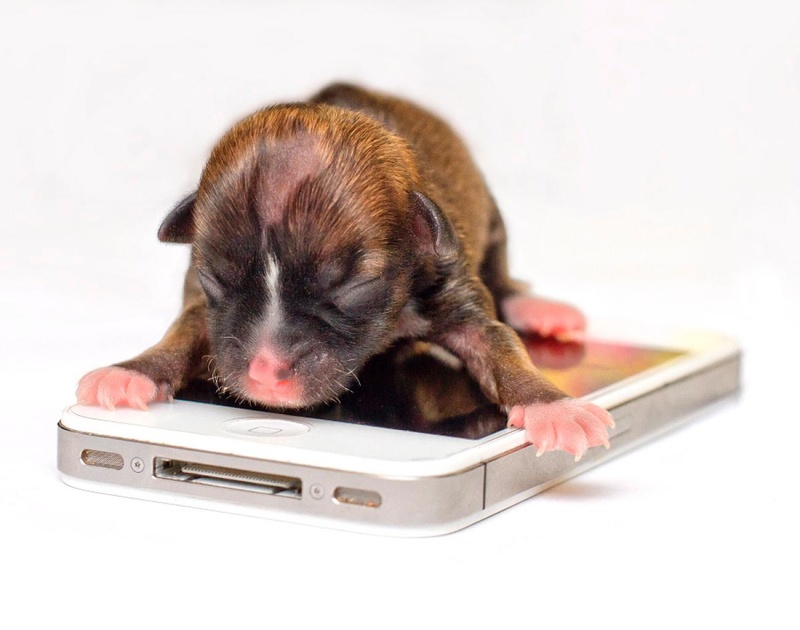 Самая крошечная в мире собачка по кличке Бейонсе